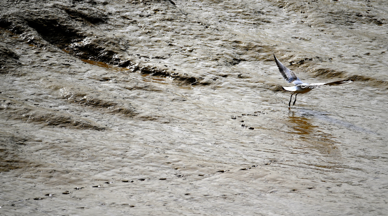 Mouette Talmont GC 2